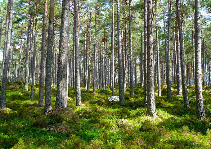 A photo of a forest